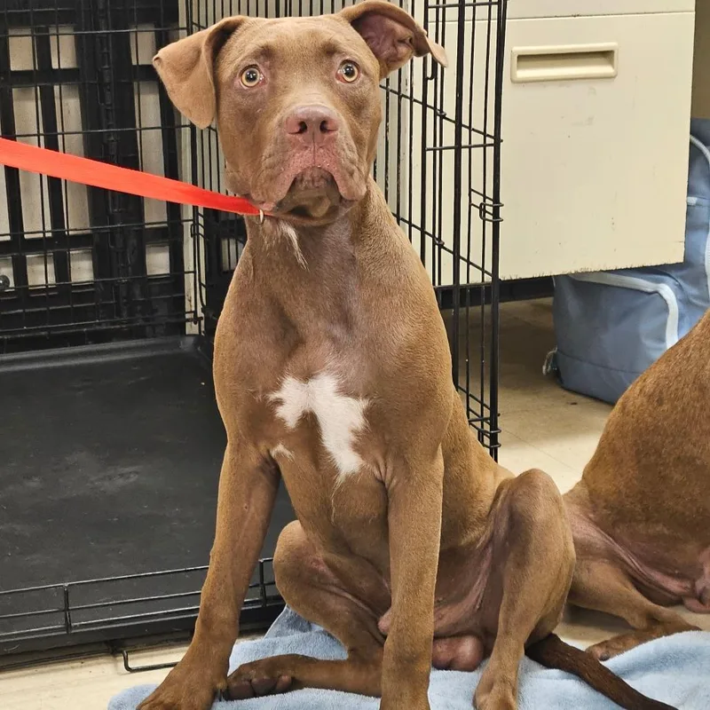 An adult medium-sized male Brown / Chocolate Mixed Breed dog named Chuck for adoption in Lake Panasoffkee, FL