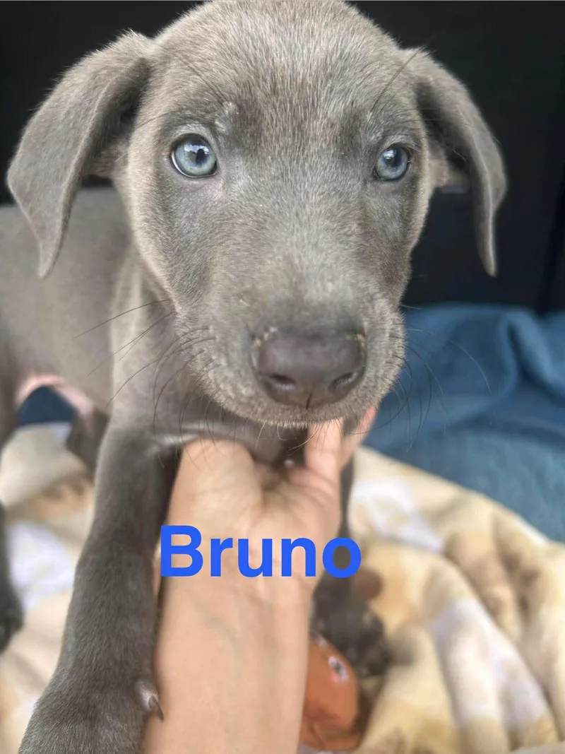 A baby large-sized male Labrador Retriever dog named Bruno Song for adoption in Fort Worth, TX