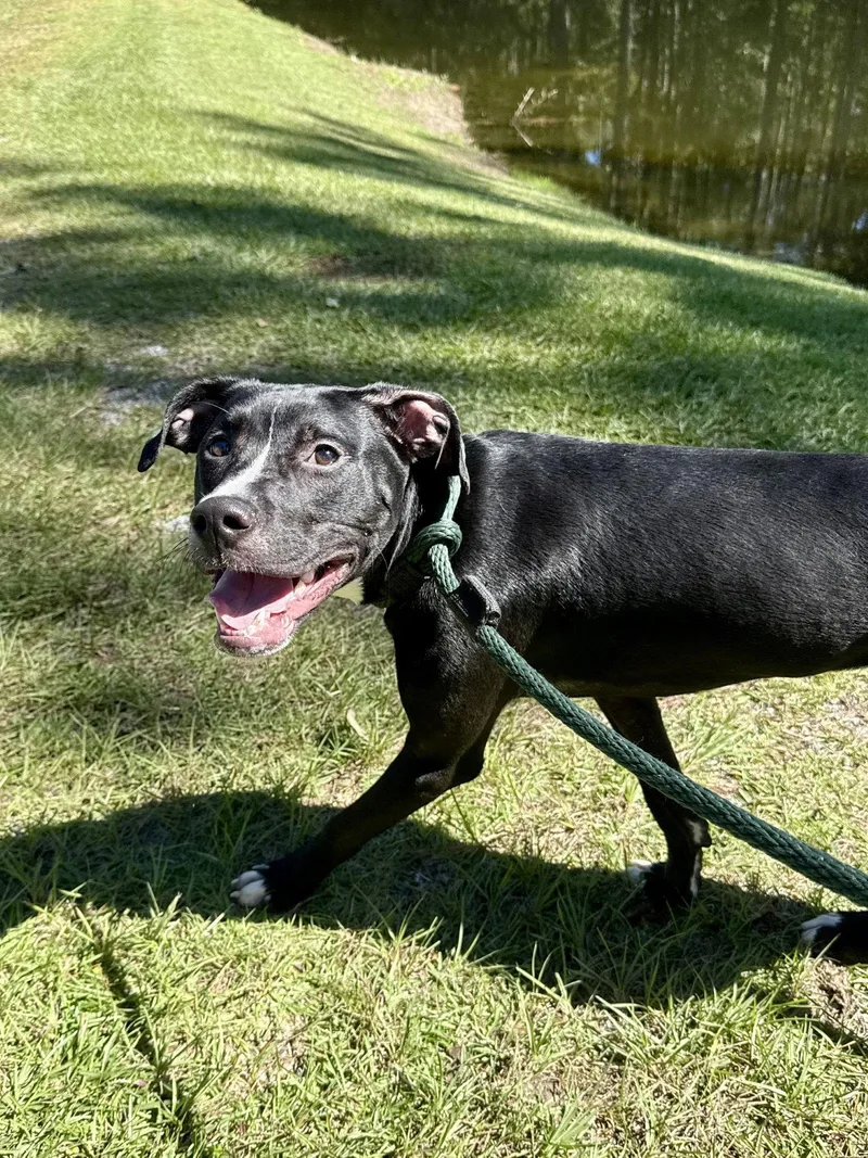 A young medium-sized male Labrador Retriever dog named Cipher for adoption in Hilton Head Island, SC