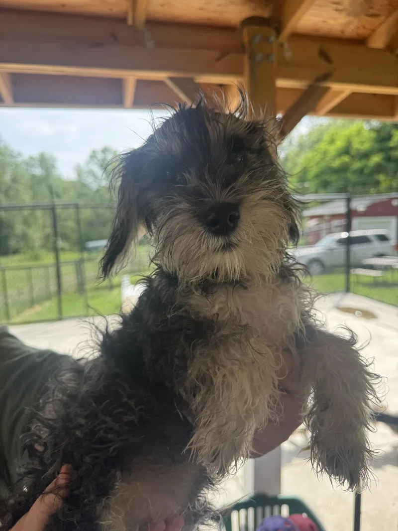 A baby small-sized male Bicolor Schnauzer dog named Leo for adoption in Hamden, CT