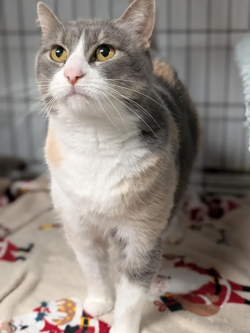An adult medium-sized female Calico Domestic Short Hair cat named Patches for adoption in Tilton, IL