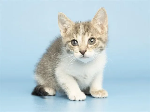 A baby small-sized female Domestic Short Hair cat named Fiver for adoption in Phoenix, AZ