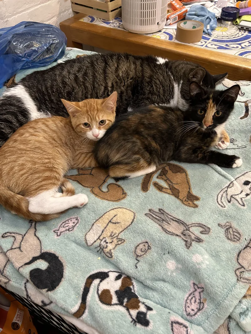 A baby small-sized female Tortoiseshell Domestic Short Hair cat named Princess Peach for adoption in brooklyn, NY