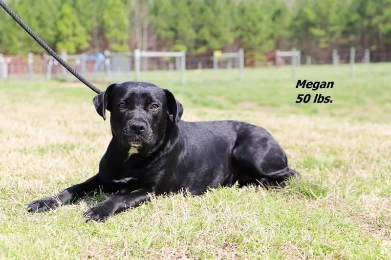A young large-sized female Mixed Breed dog named Megan for adoption in Oxford, NC