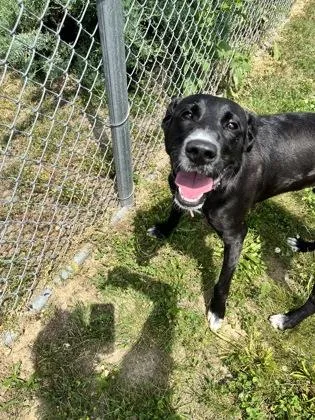 A young large-sized male Labrador Retriever dog named Giyu for adoption in Columbus, IN