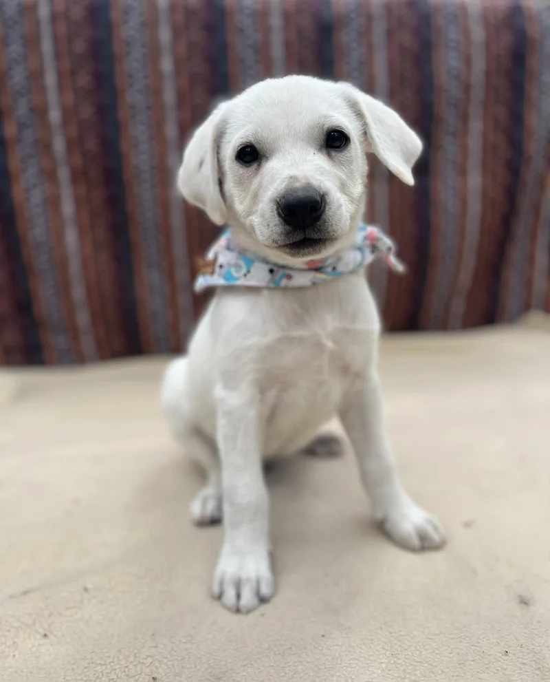 A baby medium-sized male White / Cream Labrador Retriever dog named Ziggy for adoption in Gulfport, MS