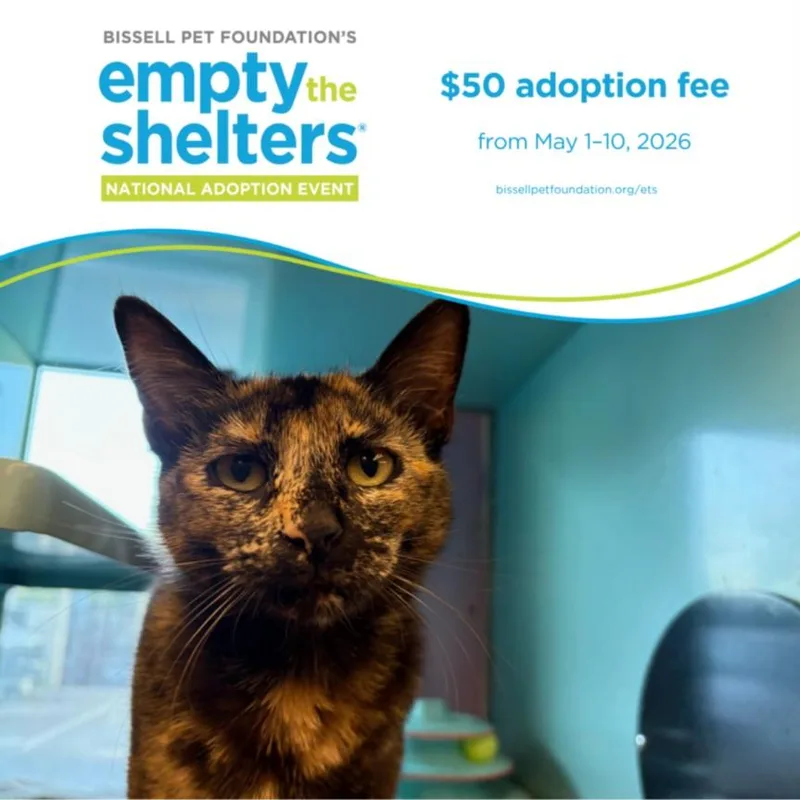 A young small-sized female Domestic Short Hair cat named Tortellini for adoption in Santa Cruz, CA