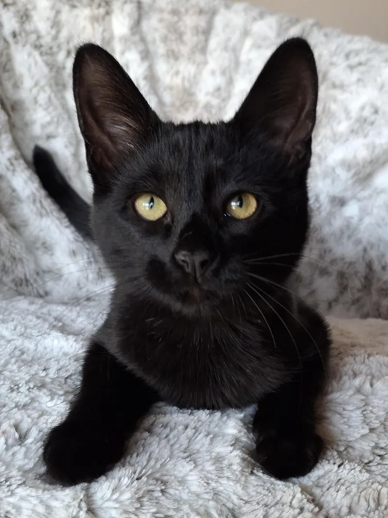 A baby small-sized female Black Domestic Medium Hair cat named Topanga for adoption in Yorba Linda, CA