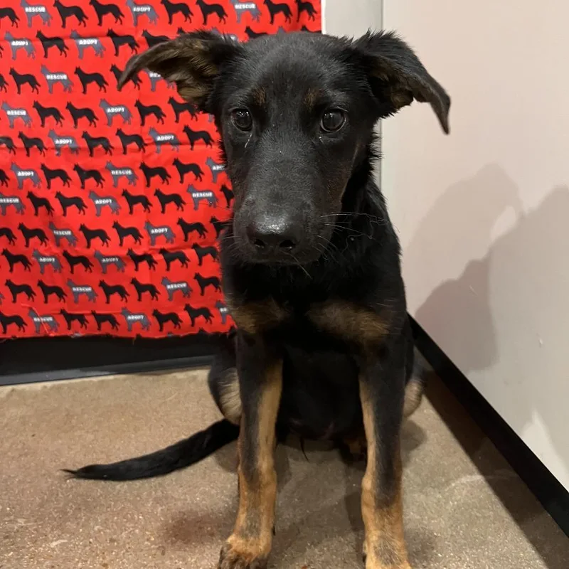 A baby medium-sized female German Shepherd Dog dog named Cedar for adoption in Washburn, MO