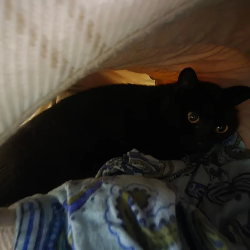 Zora