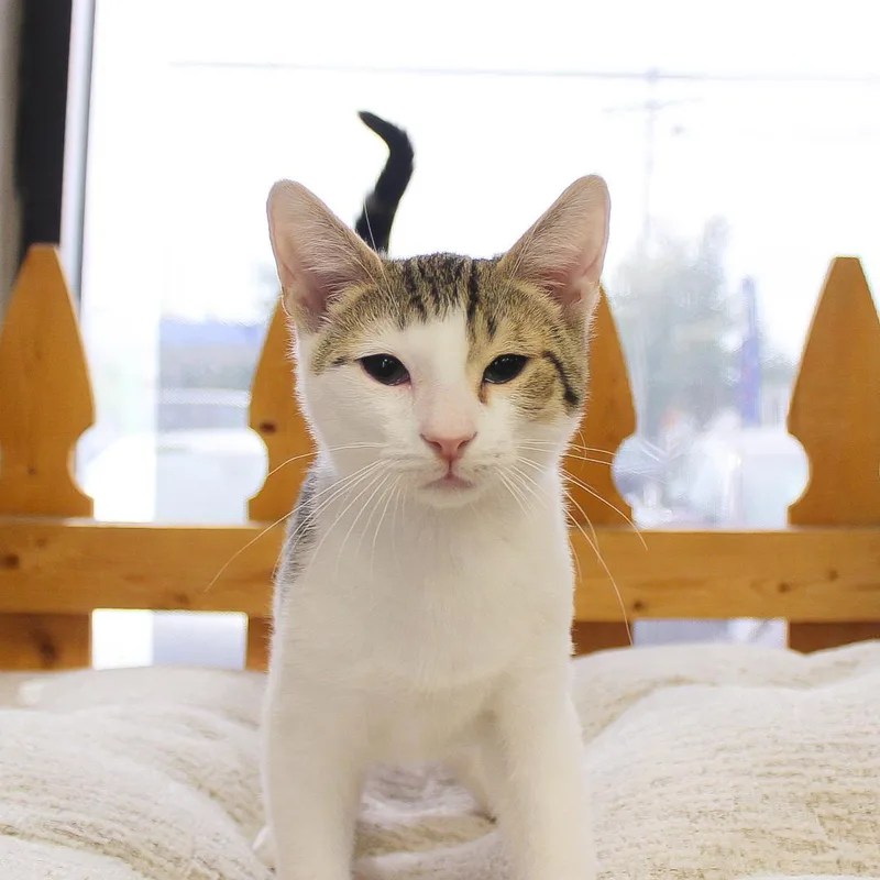 A baby medium-sized male Tabby cat named Coast for adoption in Wayne, NJ