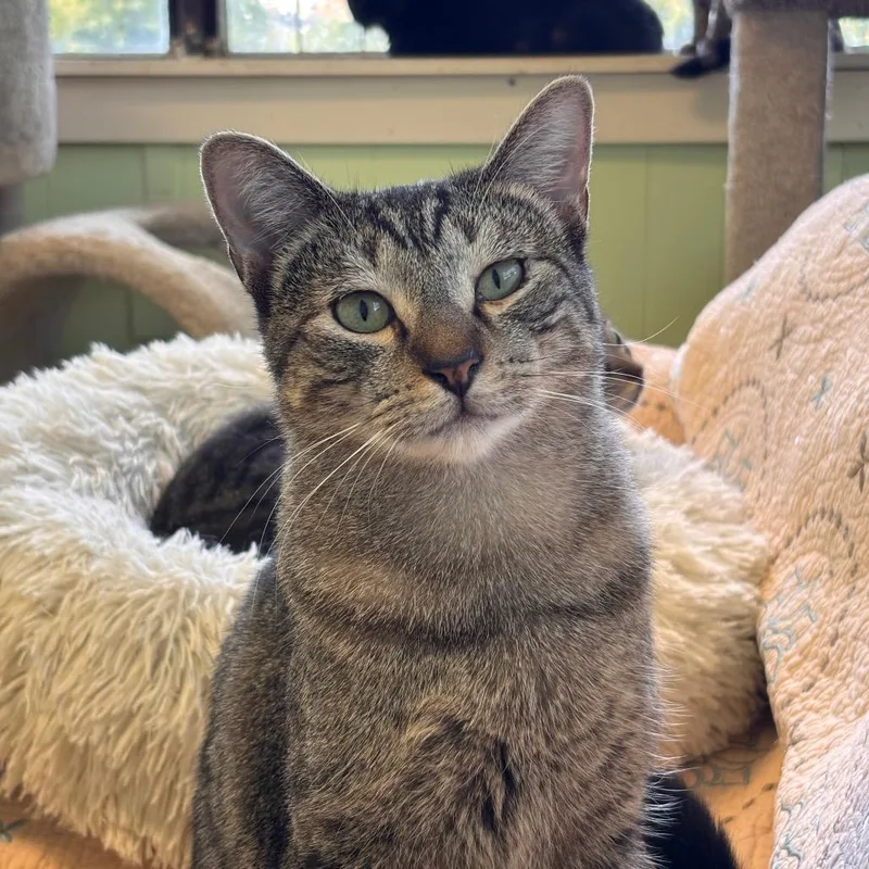 An adult medium-sized male Brown / Chocolate Domestic Short Hair cat named Finley for adoption in Mount Juliet, TN