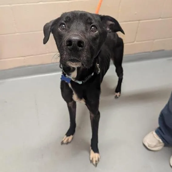 An adult medium-sized male Black Labrador Retriever dog named Giovanni for adoption in Tacoma, WA