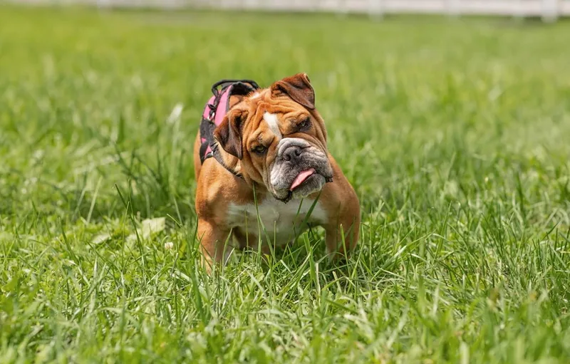 An adult medium-sized female English Bulldog dog named Princess for adoption in Landenberg, PA