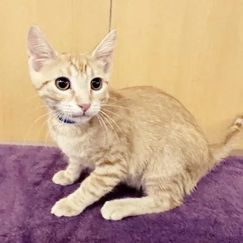 A baby medium-sized male Orange / Red Domestic Short Hair cat named Gambit for adoption in Saint Louis, MO
