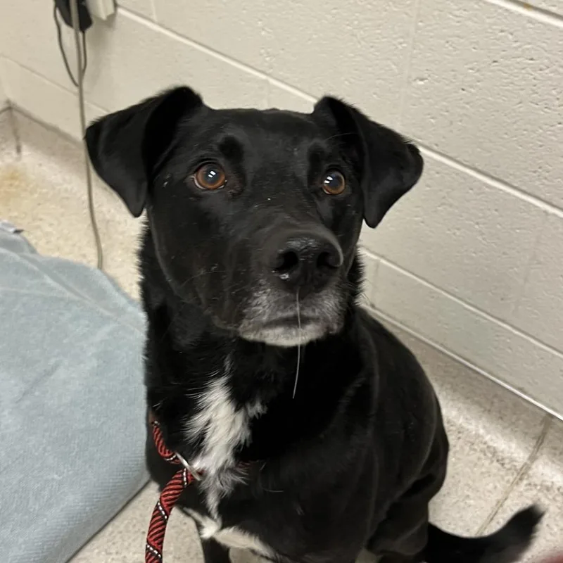 An adult medium-sized male Black Labrador Retriever dog named Rudy for adoption in Murray, UT