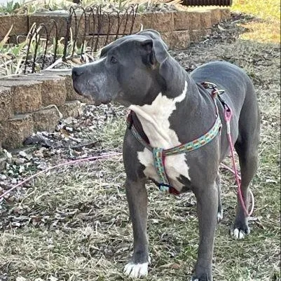 Sapphire thumbnail 2