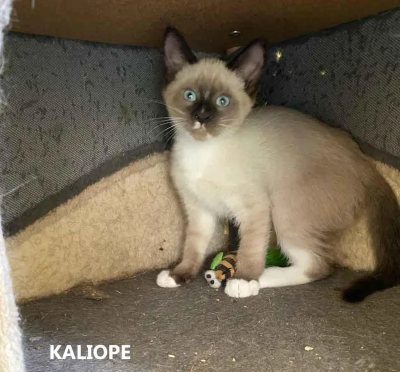 A baby medium-sized male Seal Point Domestic Short Hair cat named Kaliope for adoption in Washington, GA