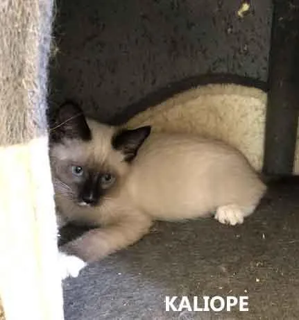 Kaliope thumbnail 2