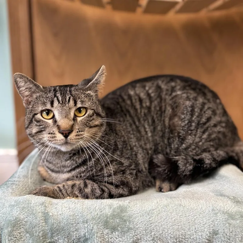 An adult large-sized male Brown / Chocolate Domestic Short Hair cat named Ernest for adoption in Fargo, ND