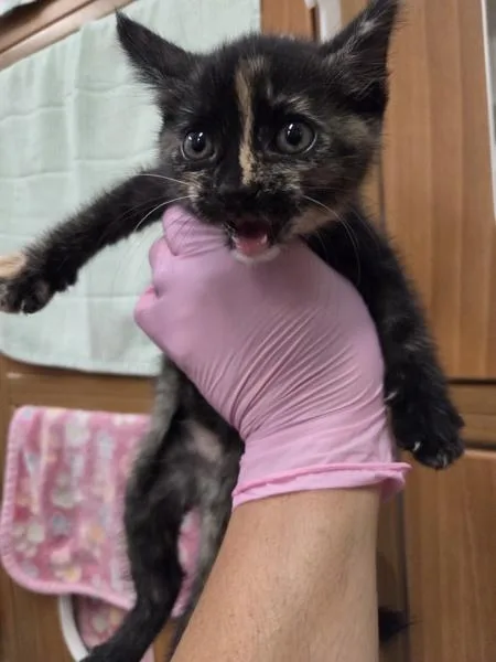 A baby small-sized female Domestic Short Hair cat named Cinnamon Swirl Latte for adoption in El Cajon, CA