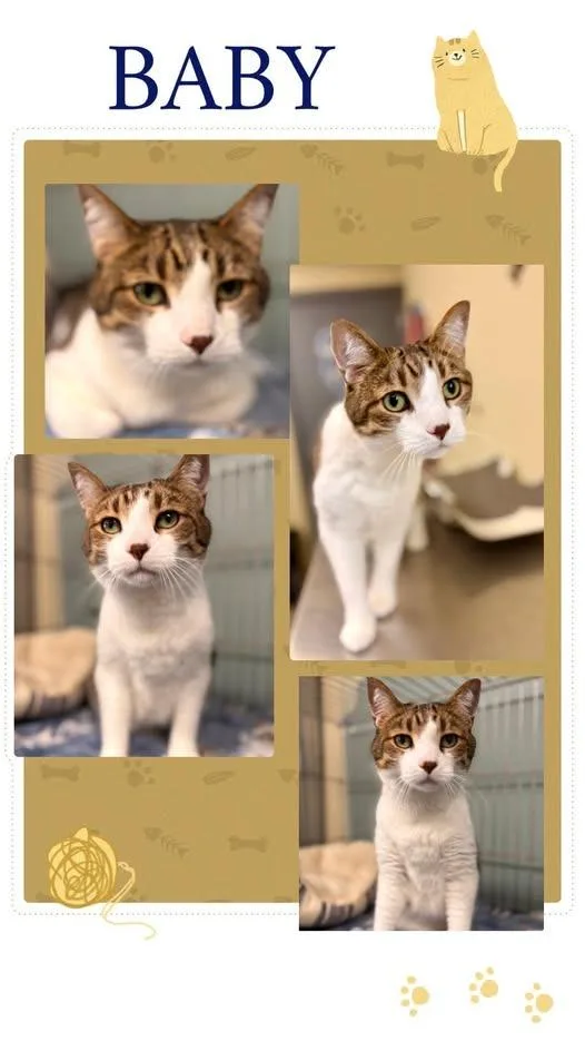 A senior large-sized male Domestic Short Hair cat named Baby for adoption in Rensselaer, IN