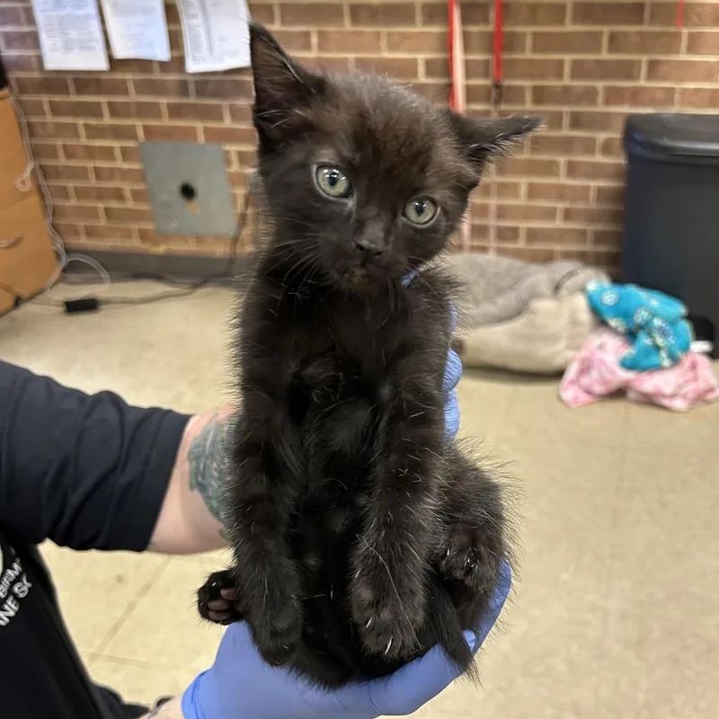 A baby small-sized male Black Domestic Short Hair cat named Cleo for adoption in Birmingham, AL