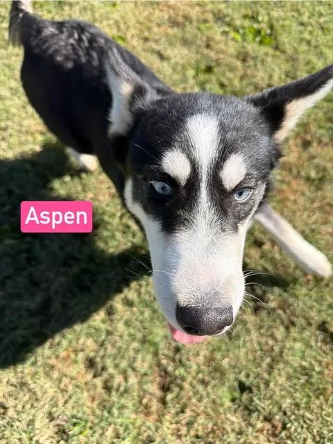 Aspen thumbnail 2