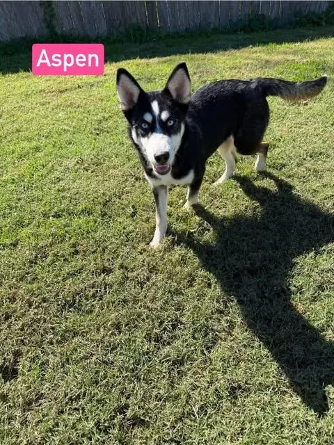 Aspen thumbnail 3