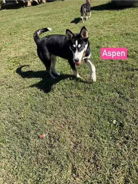 Aspen thumbnail 4