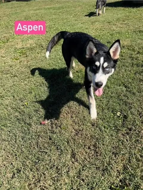 Aspen thumbnail 5