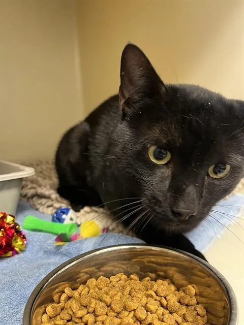 A young large-sized male Domestic Short Hair cat named Pharoah for adoption in Santa Cruz, CA