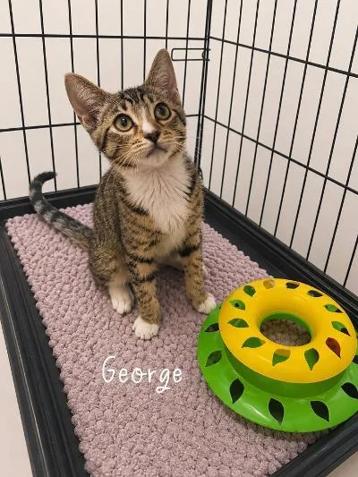 A baby medium-sized male Tabby (Brown / Chocolate) Domestic Short Hair cat named George for adoption in Mokena, IL