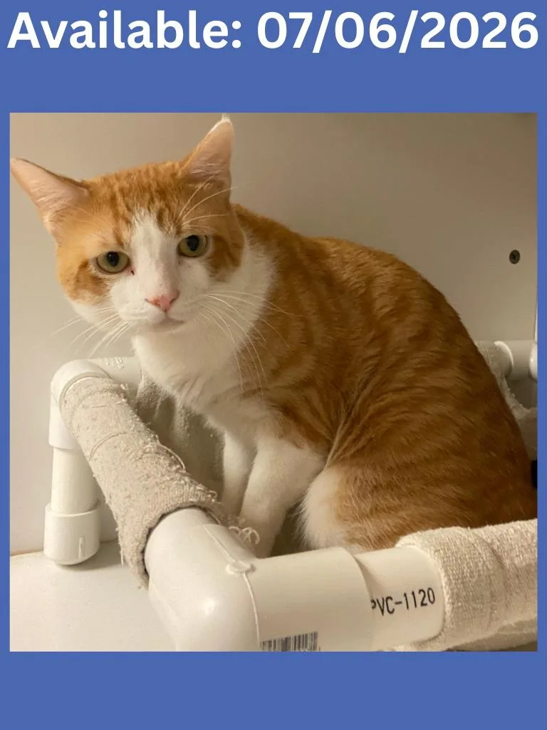 A young large-sized male Domestic Short Hair cat named Cat Condo Garfield for adoption in Greenville, TX