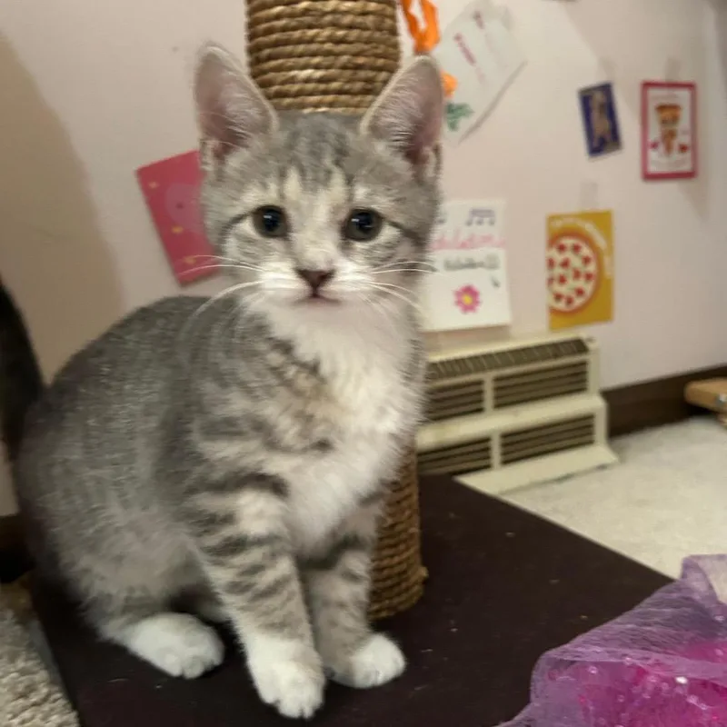 A baby small-sized female Tortoiseshell Domestic Short Hair cat named Fern for adoption in Granville, OH