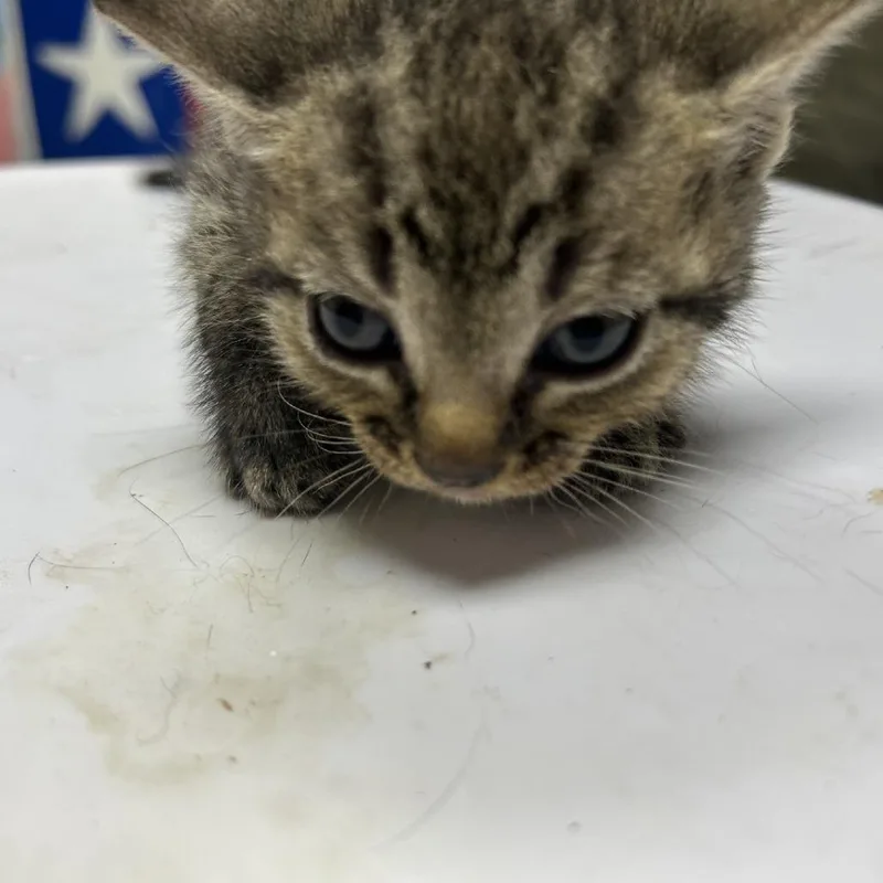 A baby small-sized female Domestic Short Hair cat named Zara for adoption in Lufkin, TX