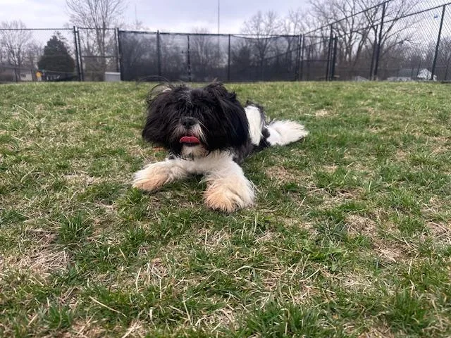 A young small-sized male Shih Tzu dog named Rocky for adoption in Fort Wayne, IN