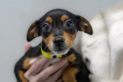 A baby small-sized female Mixed Breed dog named Sienna for adoption in West Chester, PA
