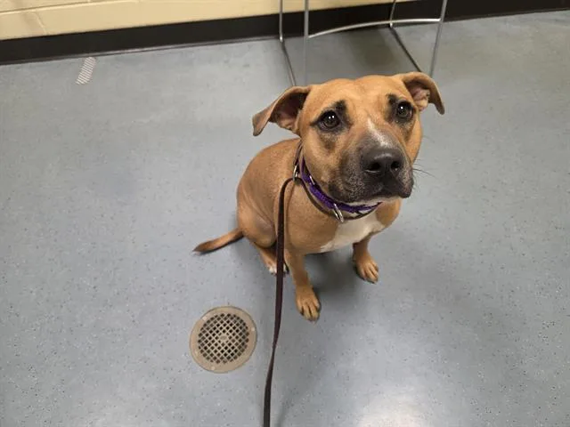A young medium-sized female Pit Bull Terrier dog named Cookie for adoption in Denver, CO