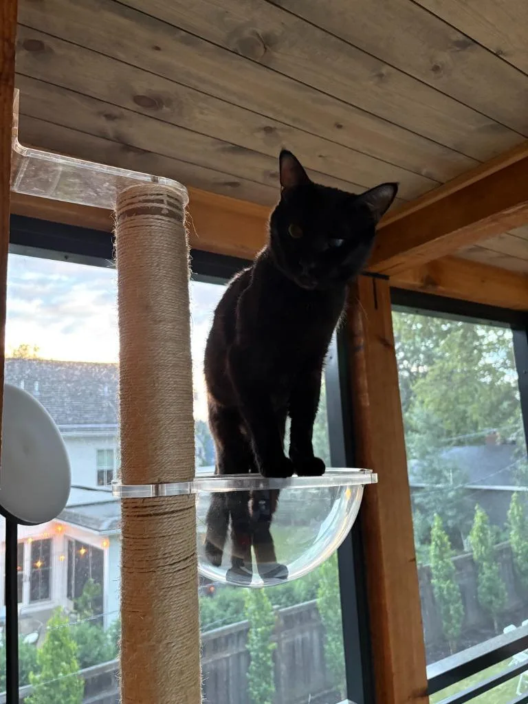 A young medium-sized male Domestic Short Hair cat named Billy Bell for adoption in Minneapolis, MN