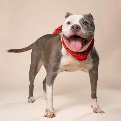 An adult medium-sized female Pit Bull Terrier dog named Parsley for adoption in Atlanta, GA