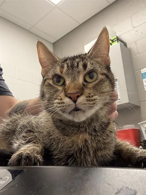 An adult small-sized female Domestic Short Hair cat named Norma for adoption in Indianapolis, IN