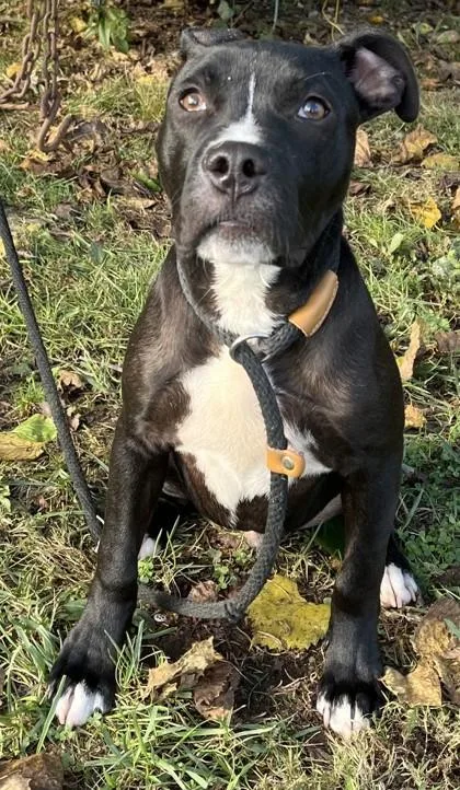A baby medium-sized male Pit Bull Terrier dog named Squash for adoption in New Albany, IN