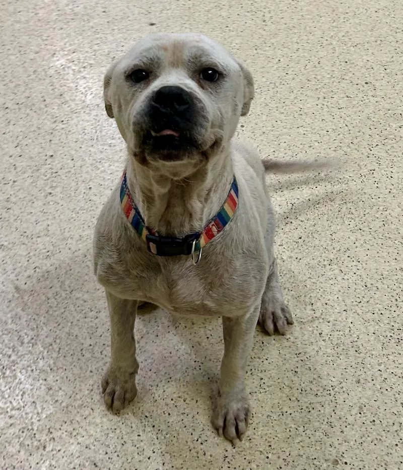 An adult large-sized male Boxer dog named Patrick for adoption in Muncie, IN