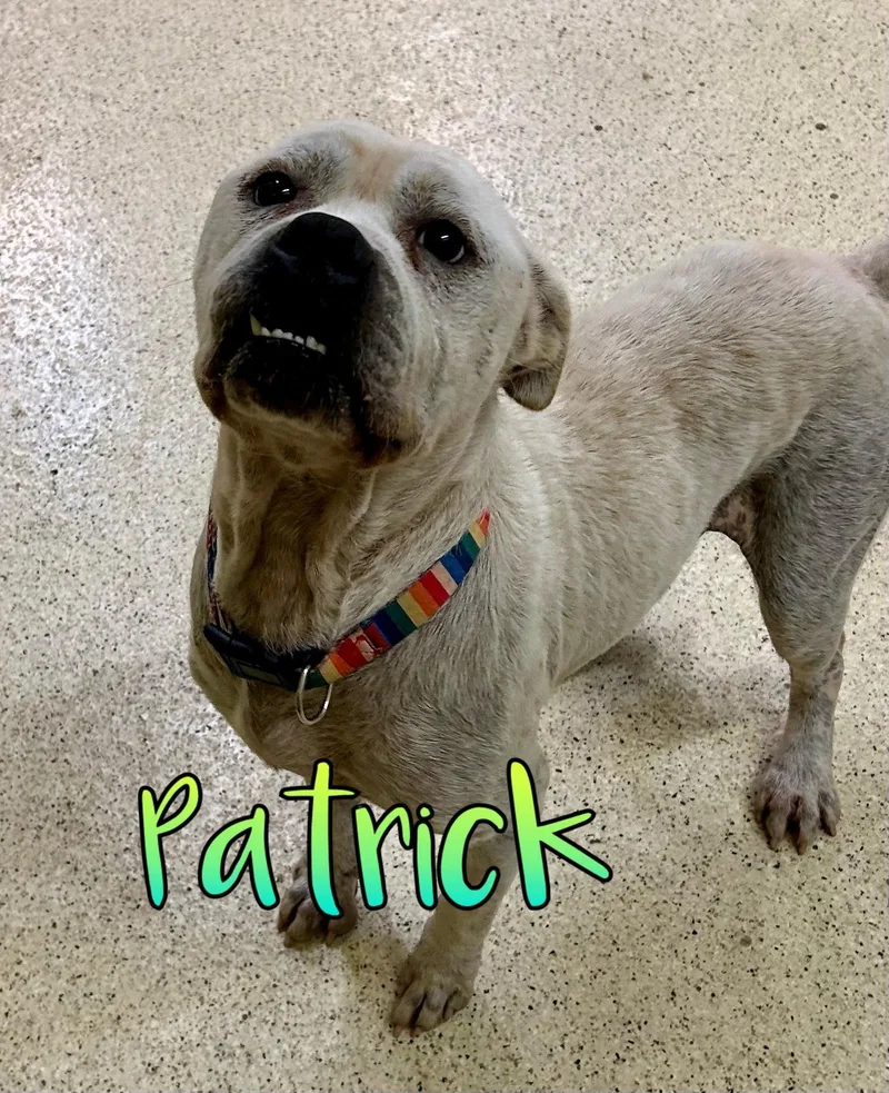 Patrick thumbnail 4