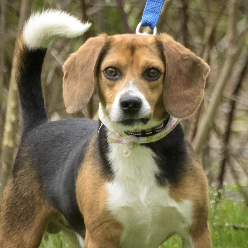 A young small-sized male Tricolor (Brown, Black, & White) Beagle dog named Jackson for adoption in Lambertville, NJ