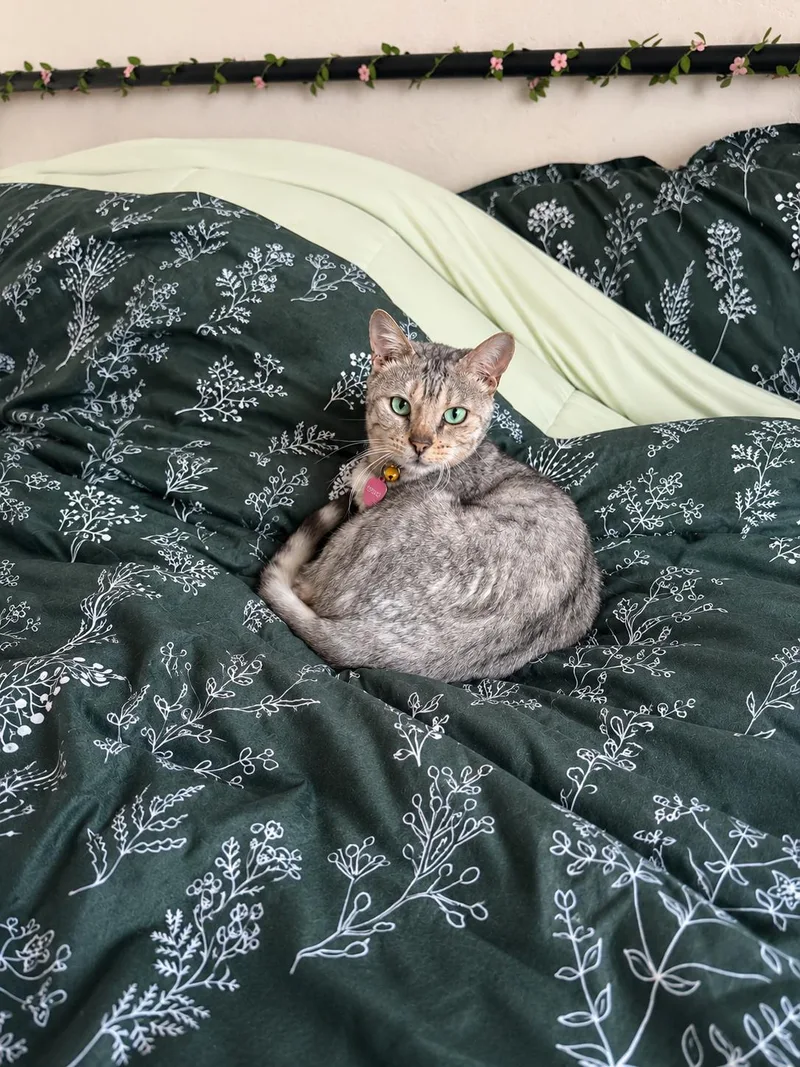 An adult medium-sized female Bengal cat named Louis for adoption in Rio Linda, CA