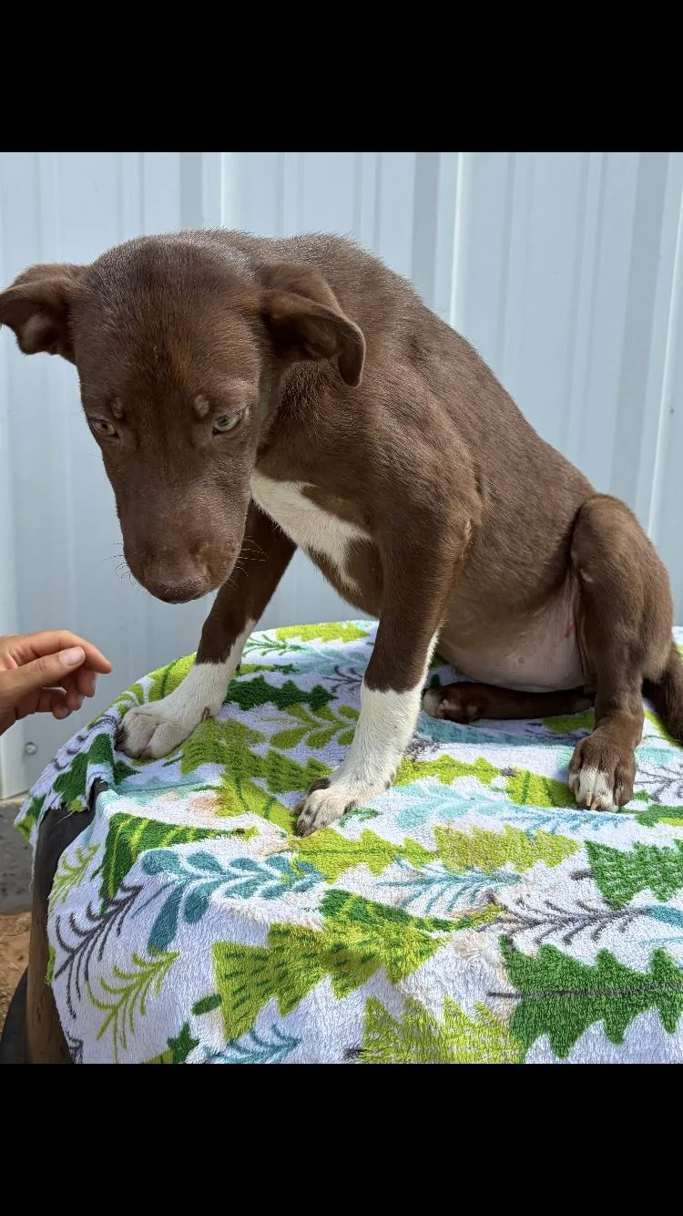 A baby medium-sized female Labrador Retriever dog named Basil for adoption in Paradise, TX