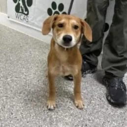 A baby small-sized female Red / Chestnut / Orange Labrador Retriever dog named Red for adoption in Clearwater, FL