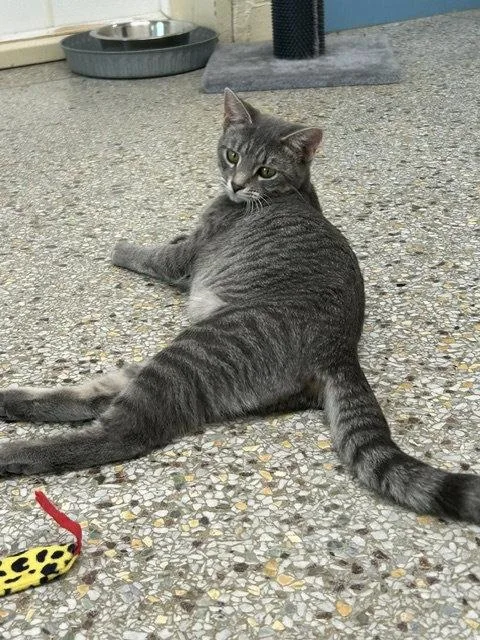 A young medium-sized female Domestic Short Hair cat named Winona for adoption in Williamsburg, IA